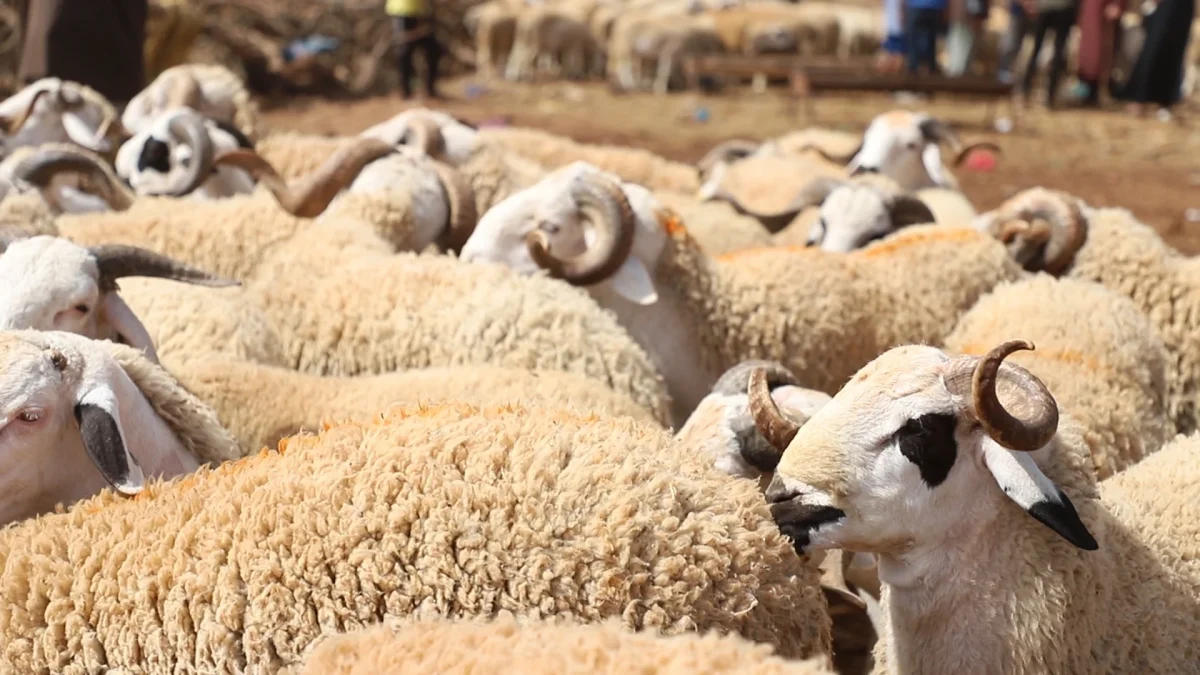 Campagne agricole: quel impact des dernières pluies sur l’évolution de la saison?